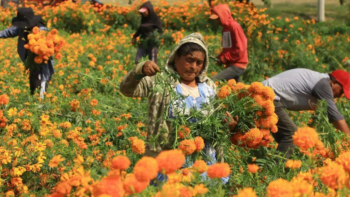 flor de cempasúchilt